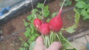 #31 Дела Дворовые