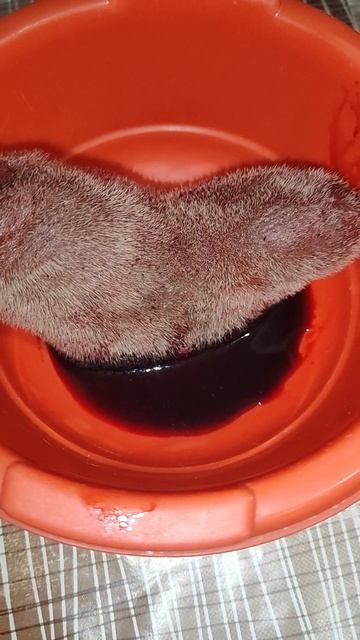 Панты Алтайского марал для мужчин. Панты марала рецепт. Как выглядят панты марала смотреть онлайн