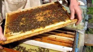 Развитие слабого отводка на новом месте(25 мая. Часть 4)