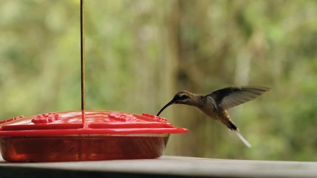 Подкасты на испанском языке ДЛЯ ПРОДОЛЖАЮЩИХ: Comparaciones смотреть онлайн