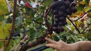 Виноград кишмиш Пандора.