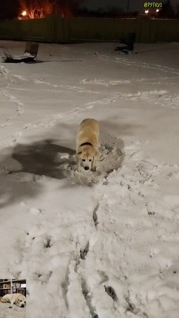 Счастье подвезли