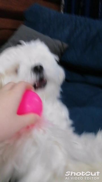 моя собака Умка.