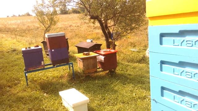 Осенняя подкормка пчел с полынью и сосной. смотреть онлайн