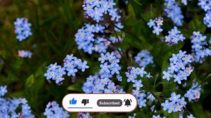 Полевые цветы