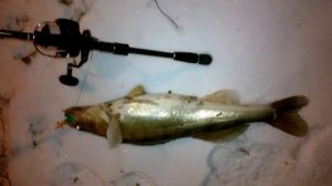 Судак на вид 3 кг, или больше.  Марьино. HD 4K (720p)_094841