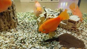 Утренник в садике / Покупки продуктов на новый год и фикс прайс