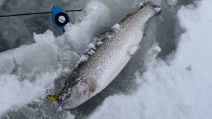 На ратлин.Форель