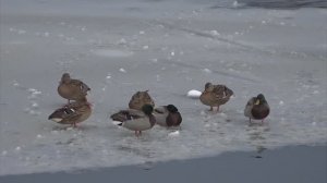 Новости Старого Оскола от 26 декабря