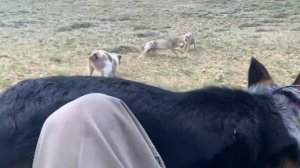 Койоты против собак