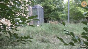 Магическое мурлыканье гепарда. Роза и Фараон. Тайган. Cheetah's magical purr.. Taigan.