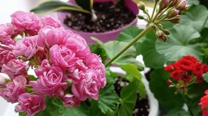 Почему желтеют листья на Пеларгонии