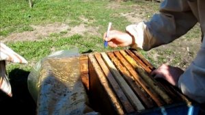 Развитие слабого отводка на новом месте(часть 2) #пчеловодство