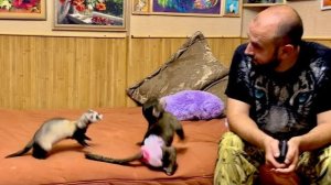 Я ПЕРВЫЙ РАЗ увидела как Финик осваивает наш тренинг центр для малышей)))