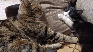 тихо детки хвостики спят