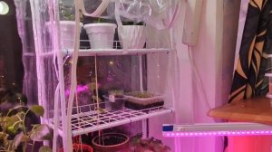 Парничёк на окно. Рассада в декабре.