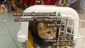 Мой усатый новогодний подарок.Шотландская Страйт.Встретила на вокзале в Лабытнанги.Первые минуты дом