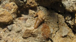 Зубы вымерших акул нашли на окраине Симферополя