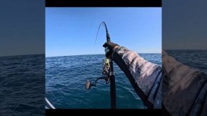 Тихоокеанский тунец, рыбалка на Итурупе