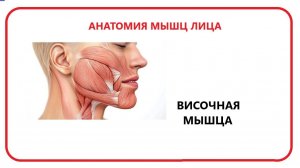 Височная мышца