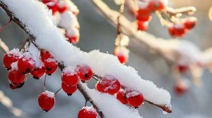 22 и 26 декабря 2025. Разное...