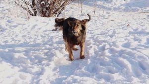 СТАИ ПСОВ ПРОДОЛЖАЮТ ПУГАТЬ ЖИТЕЛЕЙ