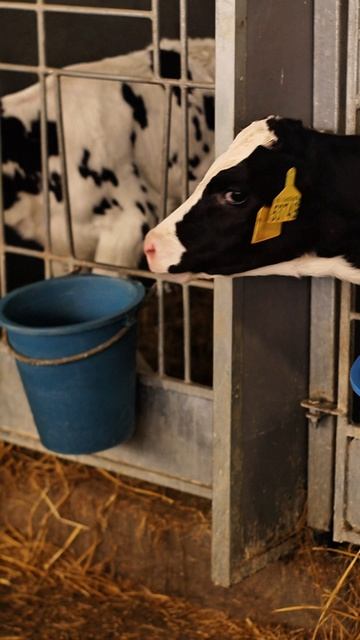 🎄 Предпраздничное настроение на ферме 🐮