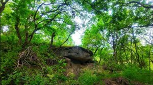 🌿Симфония пения лесных птиц 🎶 • Расслабляющий звуковой ландшафт для глубокого сна