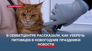 В Севветцентре рассказали, как уберечь питомцев от скрытых опасностей в новогодние праздники