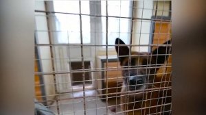 Воронежский муниципальный приют для животных будет открыт для посещения все праздники