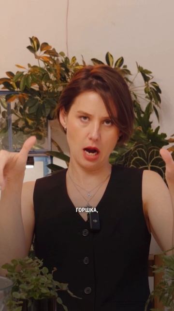 Даваллия смотреть онлайн