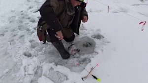 Запуск форели 26.12.2025