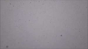 Первый снег, пгт.Лесной.Снег кружится!