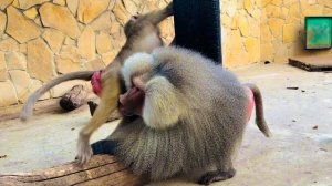 Елисей уже не знает что с Люськой делать и готов взять ее НА РУКИ