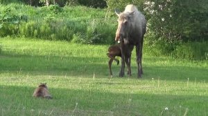 Кошка преследует Лося и его детёныша