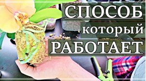 Зимний Орхидиум СЕКРЕТЫ: Как ВЫБИРАТЬ Орхидеи И Как ПЕРЕСАДИТЬ?