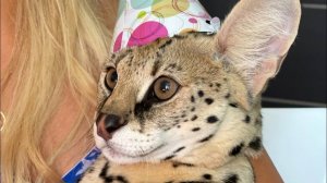 Сегодня - рум- тур  рассказала и показала собаку Гильзу! Рассказала о планах на будущее!!!