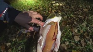 Ночная охота не была напрасной