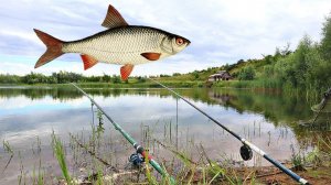Всегда забиваю полный садок плотвы в июле. Эти секреты и хитрости рассказываю в первые.