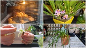 Обычный день в доме. Урожай лука и подсолнуха. Работа в оранжерее с цветами.