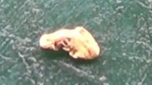 Нашёл богатую россыпь Золота!