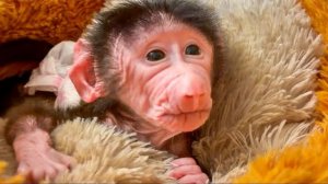 Николь привыкает к своей НОВОЙ СЕМЬЕ, а Анфиса просто НЕ ДАЕТ МНЕ СНИМАТЬ!