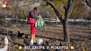 Содержание кур в домашних условиях и других птиц во дворе у Роберта 🐣🐤🦆🐔🪿🦃 (376)