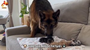 Котята и щенята 🐈🐶 Кошки и собаки 🤗 Милое видео про животных (33)