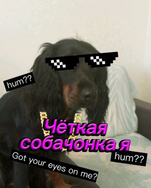 Чёткая собачонка я! 😉👍