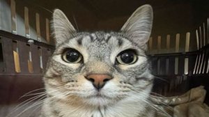 Играем в маинкрафт Part 11