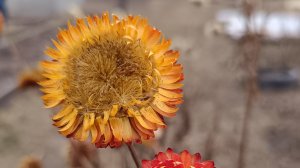 Так продолжалось больше не может. Купили мясо. Саяногорск Хакасия