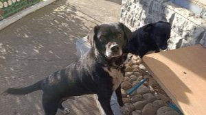 Любимчики мои