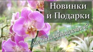 Новые КРУТЫЕ Орхидеи из Байкальских Цветов и от ZeboOrchids