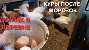 Жизнь в деревне Куры-несушки снова занеслись после морозов